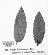Puccinia menthae image